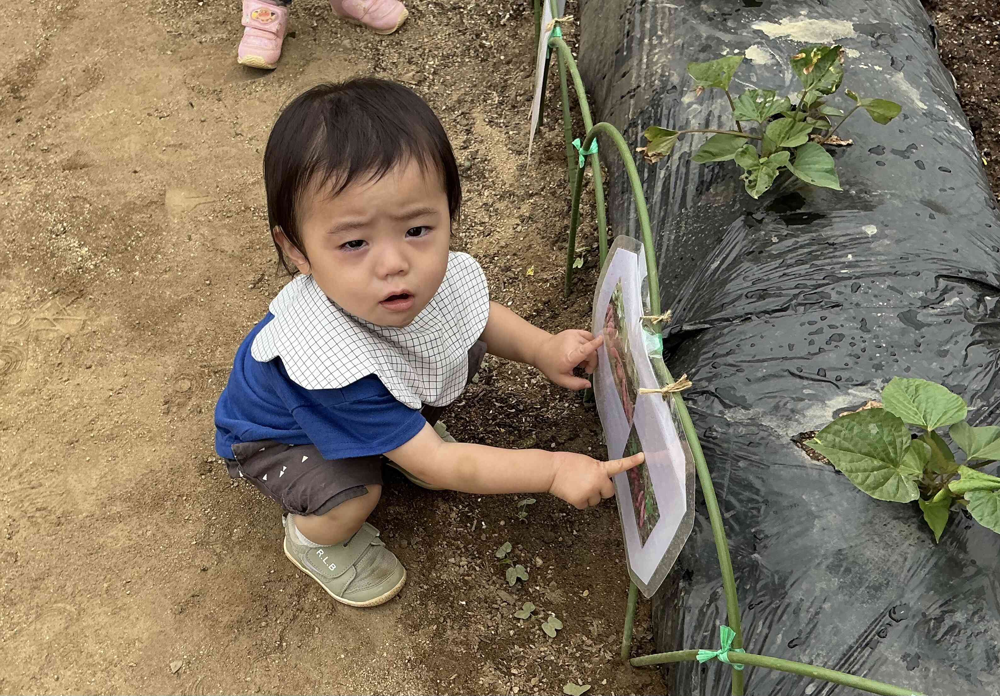 さつまいもの水やり（1歳児:あひる組）｜ニチイキッズ松本村井保育園